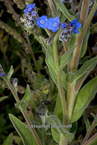 cynoglossum amabile 4 graphic